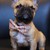 :icontrancyhivepro: