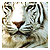 :icontrans-siberian: