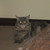 :icontransforpuppy: