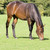 :icontransparent31: