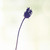 :icontransparentlight: