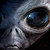 :icontrasbarg: