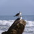 :icontravelingman329: