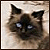 :icontraxy: