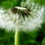 :icontree-hugga: