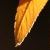 :icontree-of-gold: