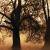 :icontreedefender13: