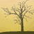 :icontreehill: