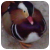 :icontreeki:
