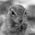 :icontreemonkey1:
