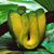 :icontreesnake:
