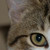 :icontremulant-taxt: