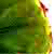 :icontrevormalda:
