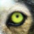 :icontribal-wolf: