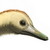 :icontriceratops1999: