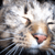 :icontricklingtransient: