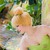 :icontriforcegirl18: