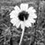 :icontrigger-happy-jack: