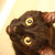 :icontriinster: