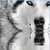 :icontrinidywolf: