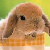 :icontrinity-fox: