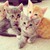 tripsilove :icontripsilove: