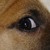:icontriskeledrake:
