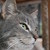 :icontrixiepetphotos: