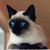 :icontrixiesix:
