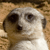 :icontrogrotfist: