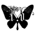 :icontroides-brookiana: