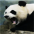 :icontrollpanda: