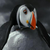 :icontrombone1234: