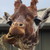 :icontrotters2991: