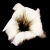 troubleintheattic :icontroubleintheattic: