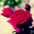 :icontru-colors: