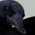 :icontrub:
