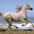 :icontrubell2000: