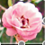 :iconTruBlue: