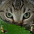 :icontruckchick: