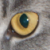 :icontrue-mesiash: