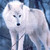 :icontruebloodwolf11: