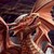 :icontruedragon1: