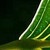 :icontruefyr: