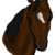 :icontruehorselover165: