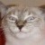 :icontruepervycatplz: