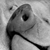 :icontruffelschwein: