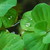 :icontruffles-233: