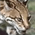 :icontrulycat: