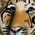 :icontrunuyorker: